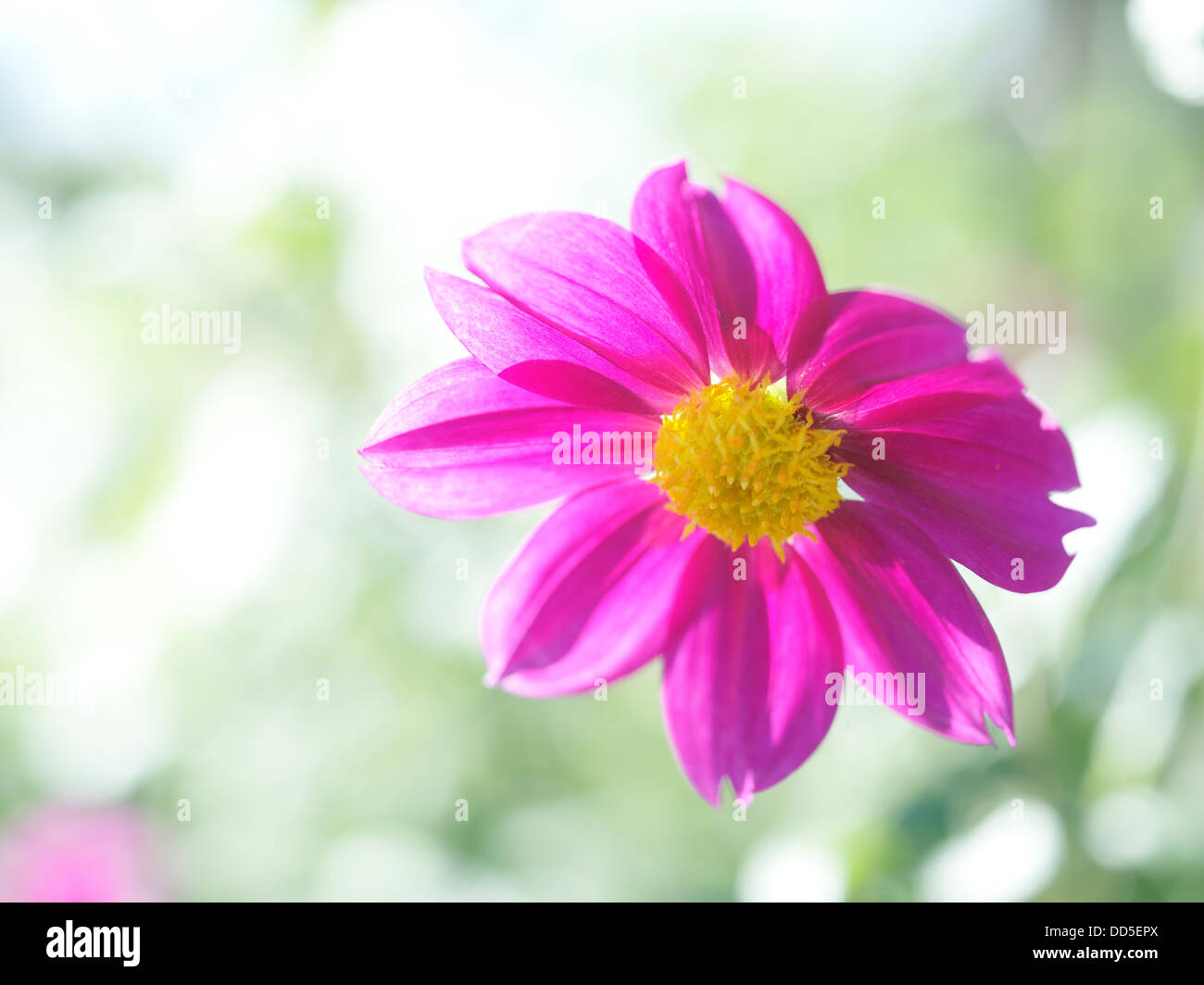Dahlie Blume Stockfoto