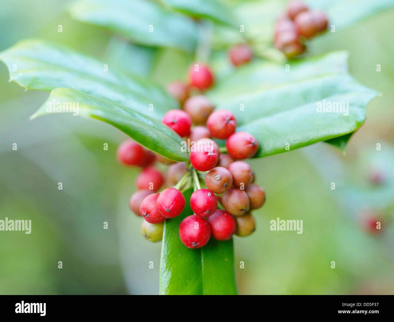 Amerikanische Stechpalme Stockfoto