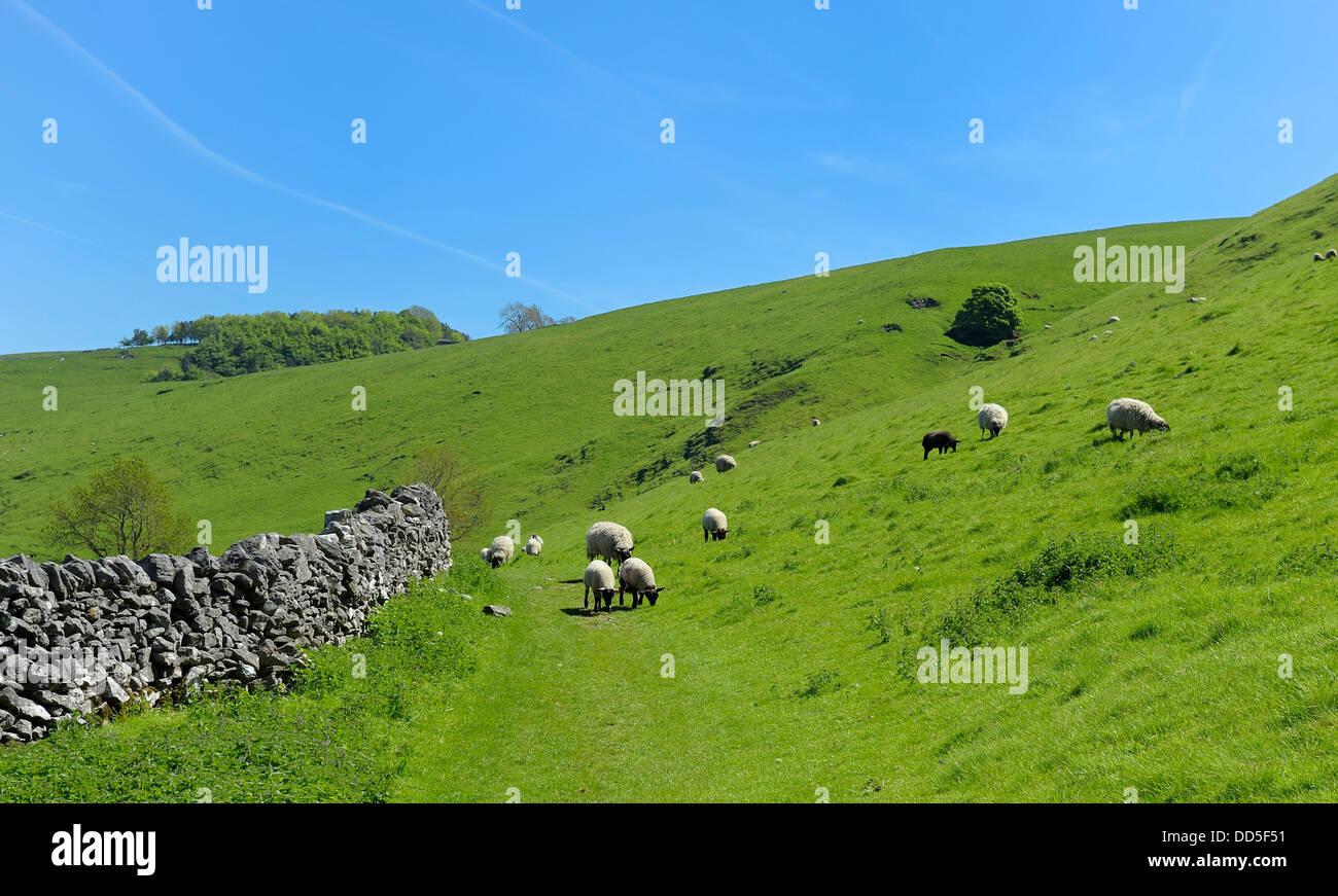 Schafe grasen auf den hohen Peak District Derbyshire England uk Stockfoto