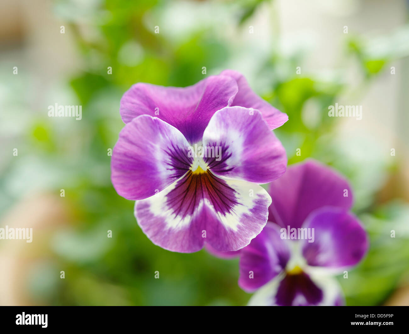 Stiefmütterchen Blumen Stockfoto