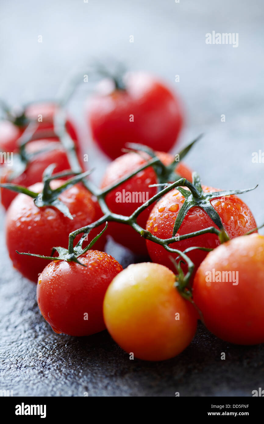Tomaten-Rebe Stockfoto