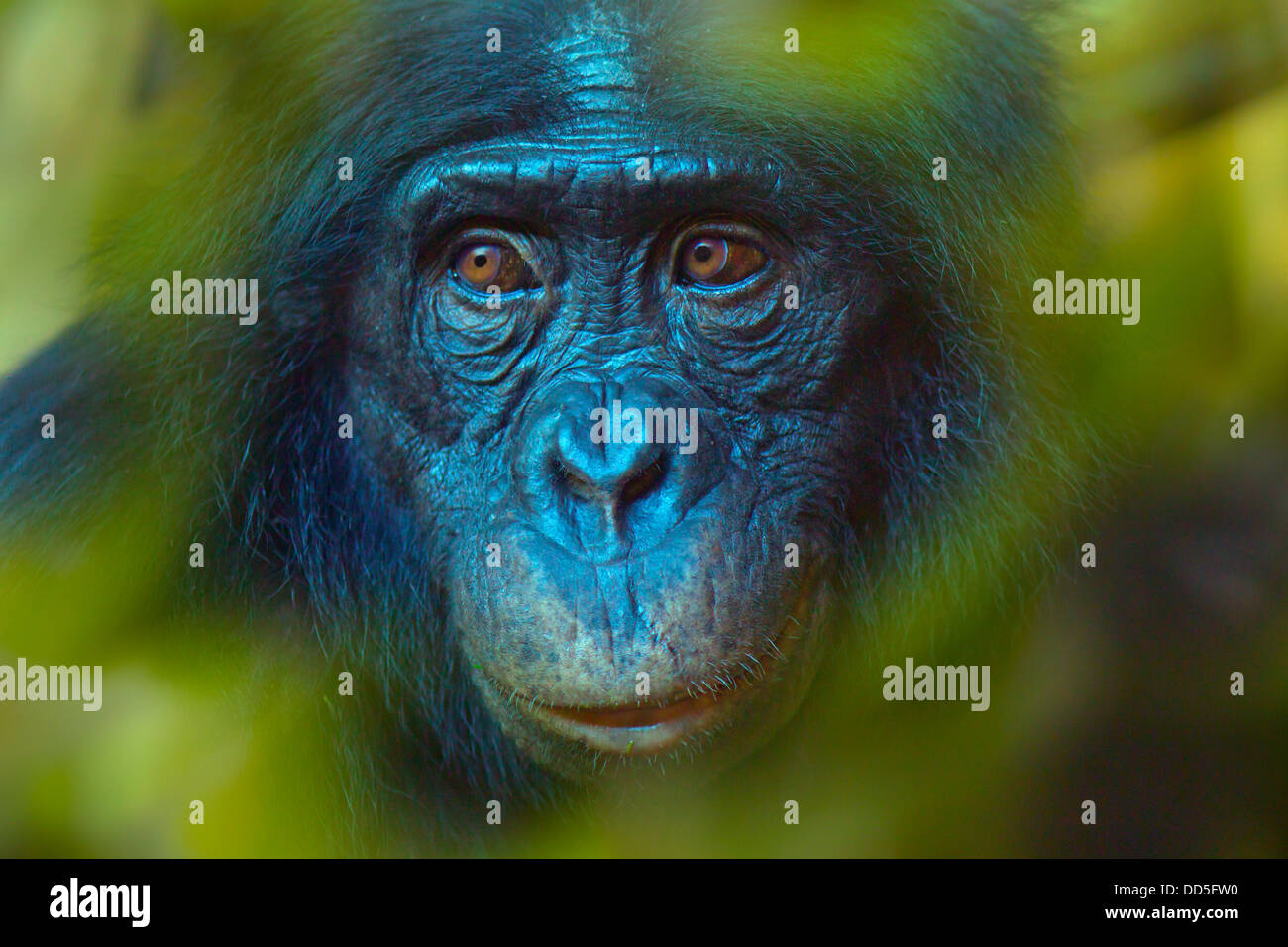 Bonobo oder Zwerg Schimpanse Pan paniscus Stockfoto