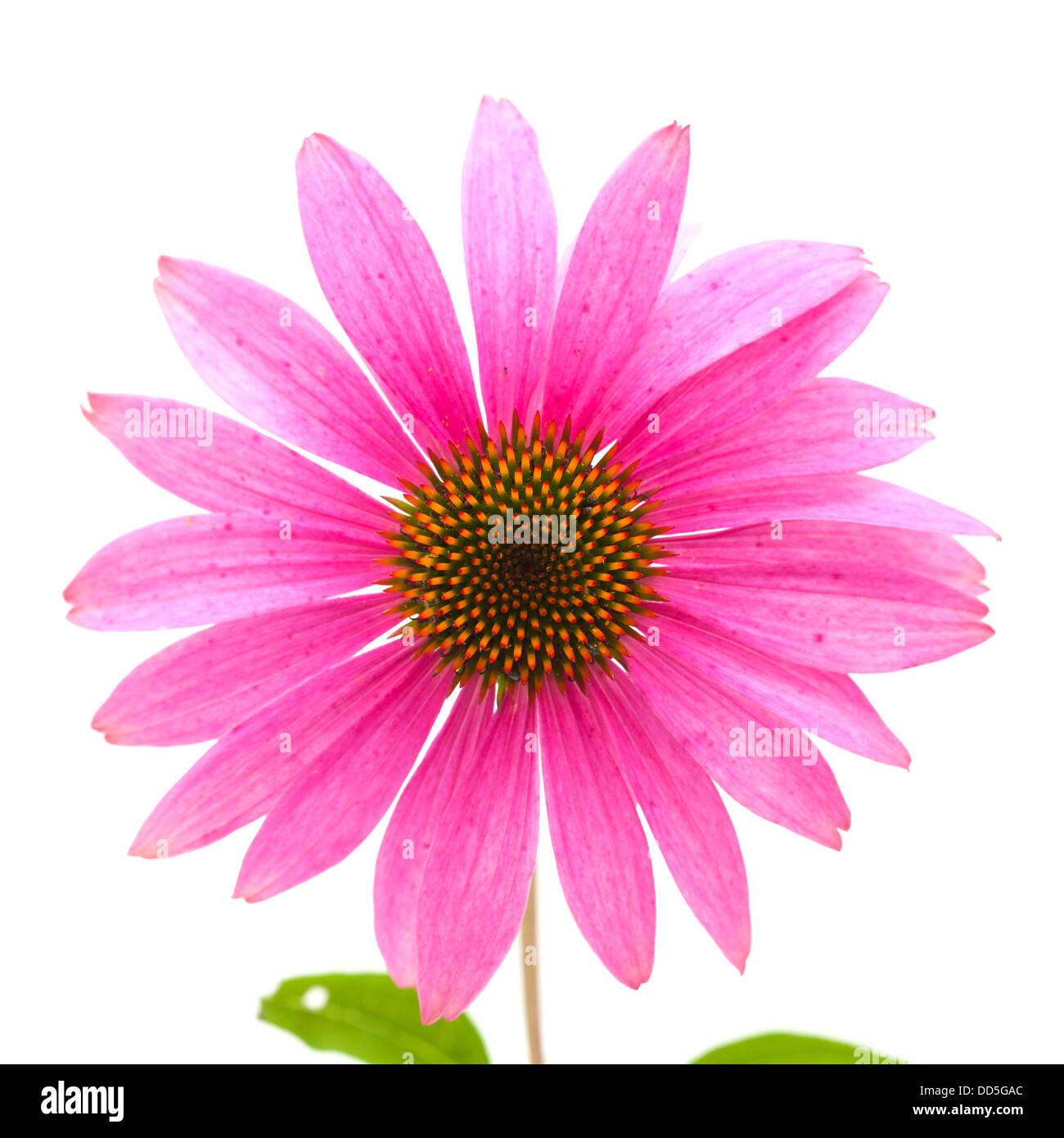 Echinacea isoliert, die zuvor als Rudbeckia Stockfoto