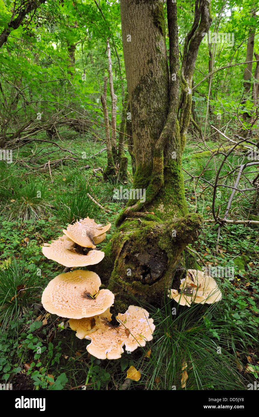 Die Dryade Sattel Halterung Pilze - Polyporus an, auf toten Baumstamm Stockfoto