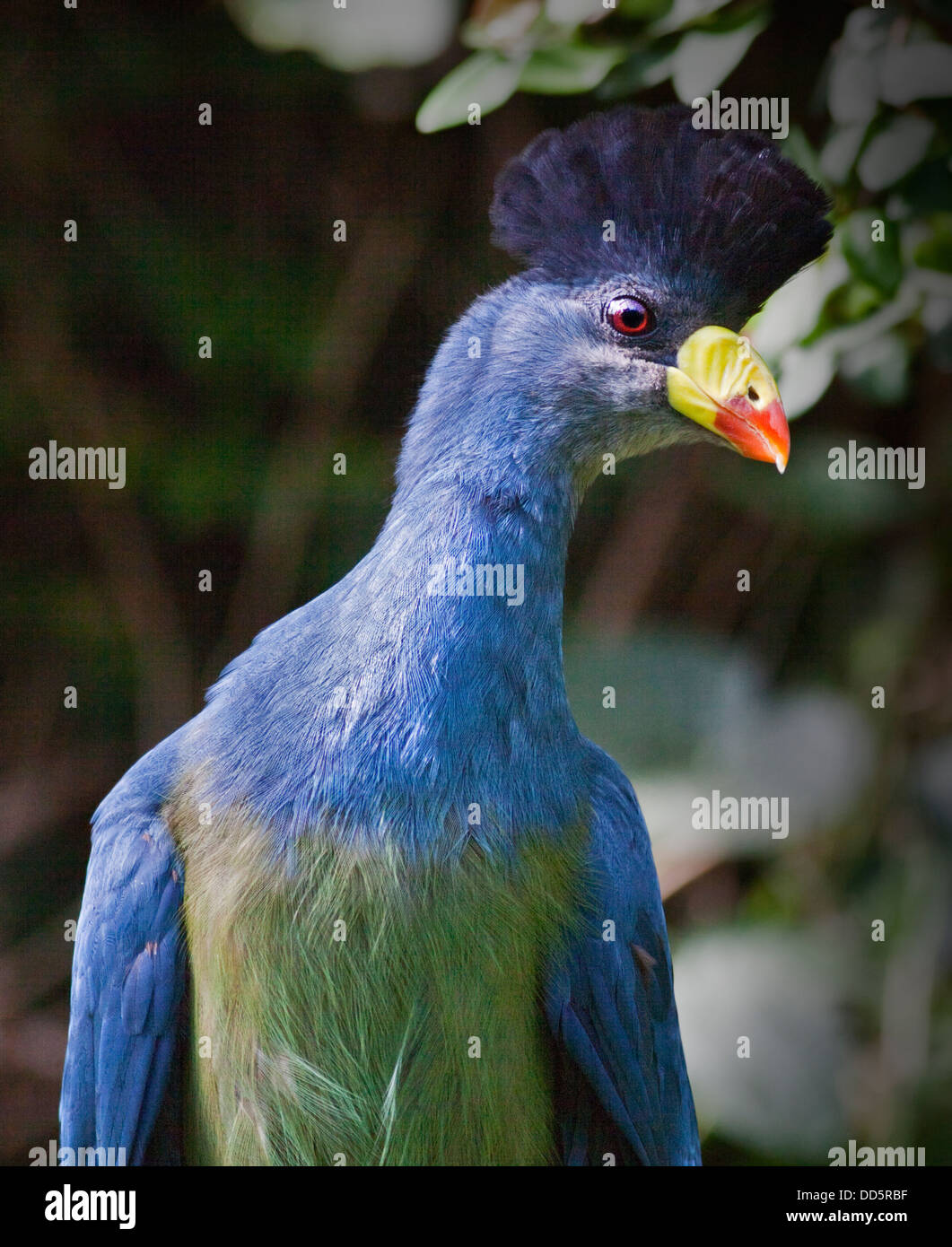 Großer blauer Turaco (Corythaeola Cristata) Stockfoto