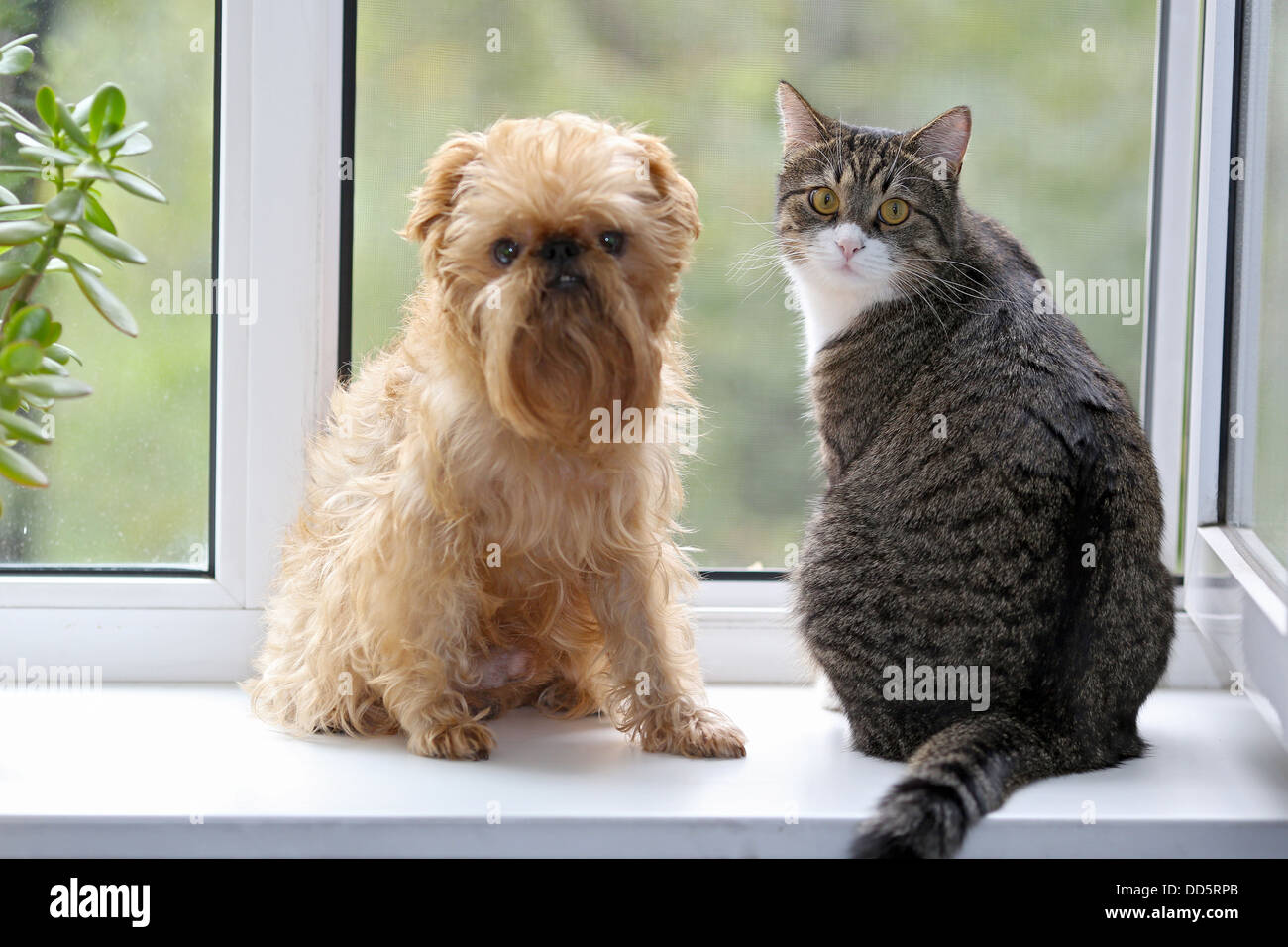 Gestreift, graue Katze und Hund sitzt auf dem Fenster Stockfoto