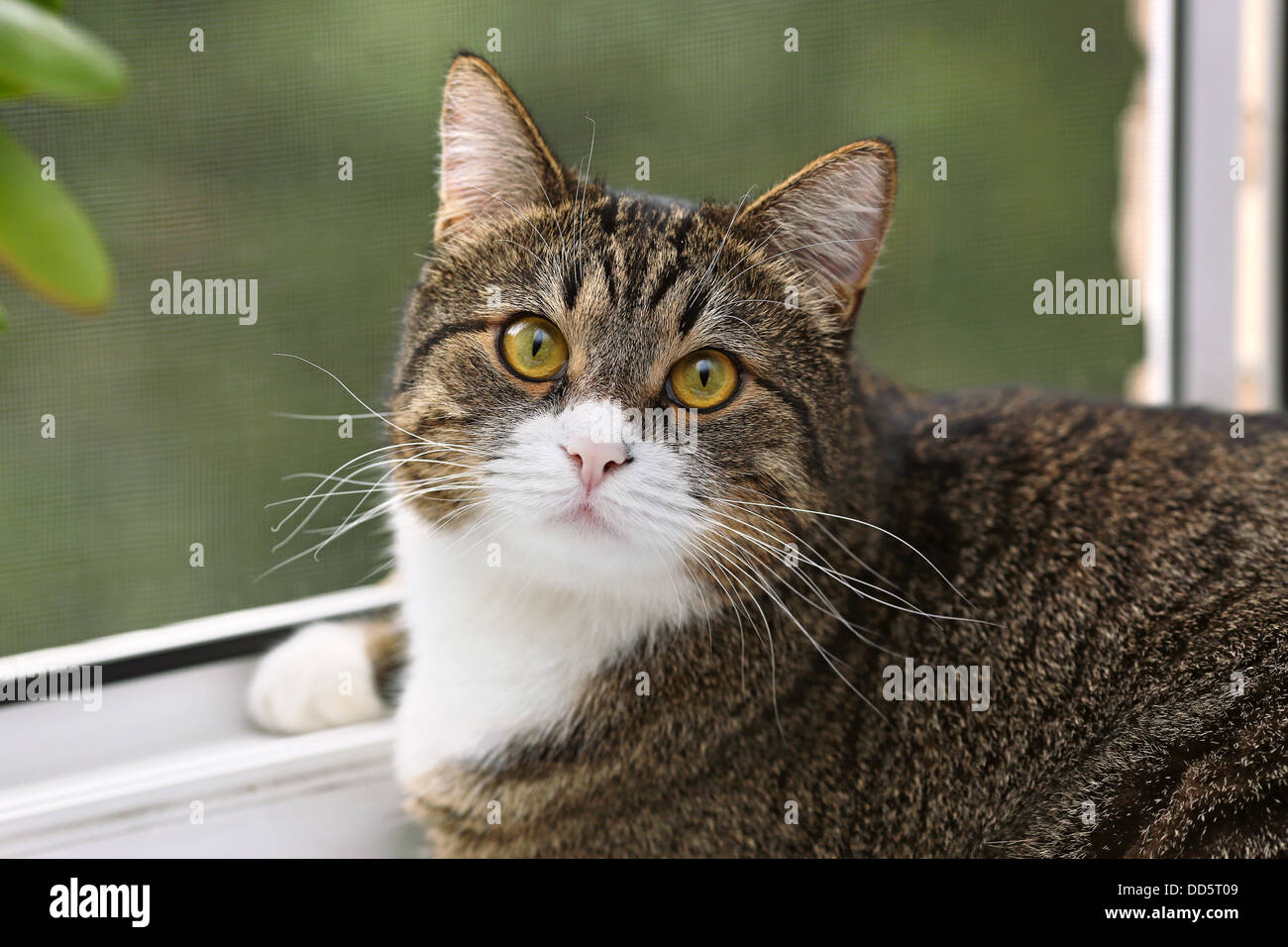 Graue Katze Mit Gelben Augen Gestreift, graue Katze mit gelben Augen sitzen am Fenster