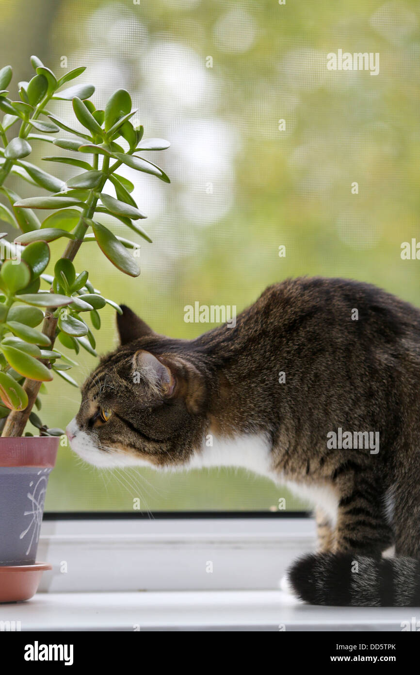 Graue Katze Mit Gelben Augen Gestreift, graue Katze mit gelben Augen sitzen am Fenster
