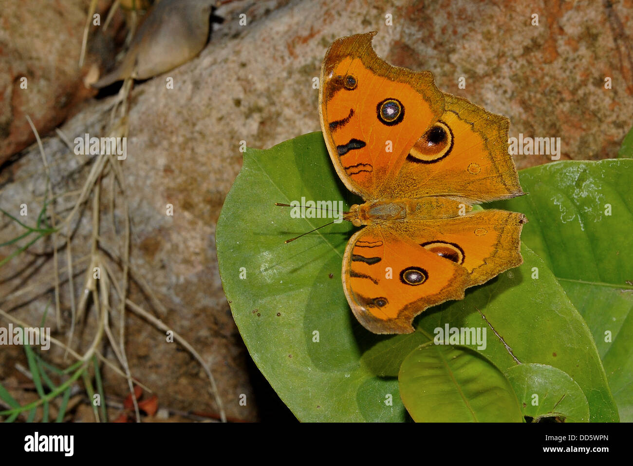 Ein Stiefmütterchen Tagpfauenauge ruht auf einem Blatt. Stockfoto