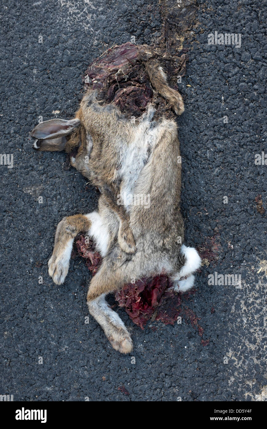Roadkill-Kaninchen Stockfoto