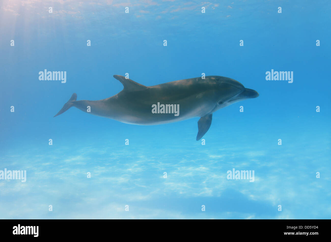 Der Große Tümmler (Tursiops Truncatus), Delphinarium, Odessa, Odessa Oblast, Ukraine, Europa Stockfoto