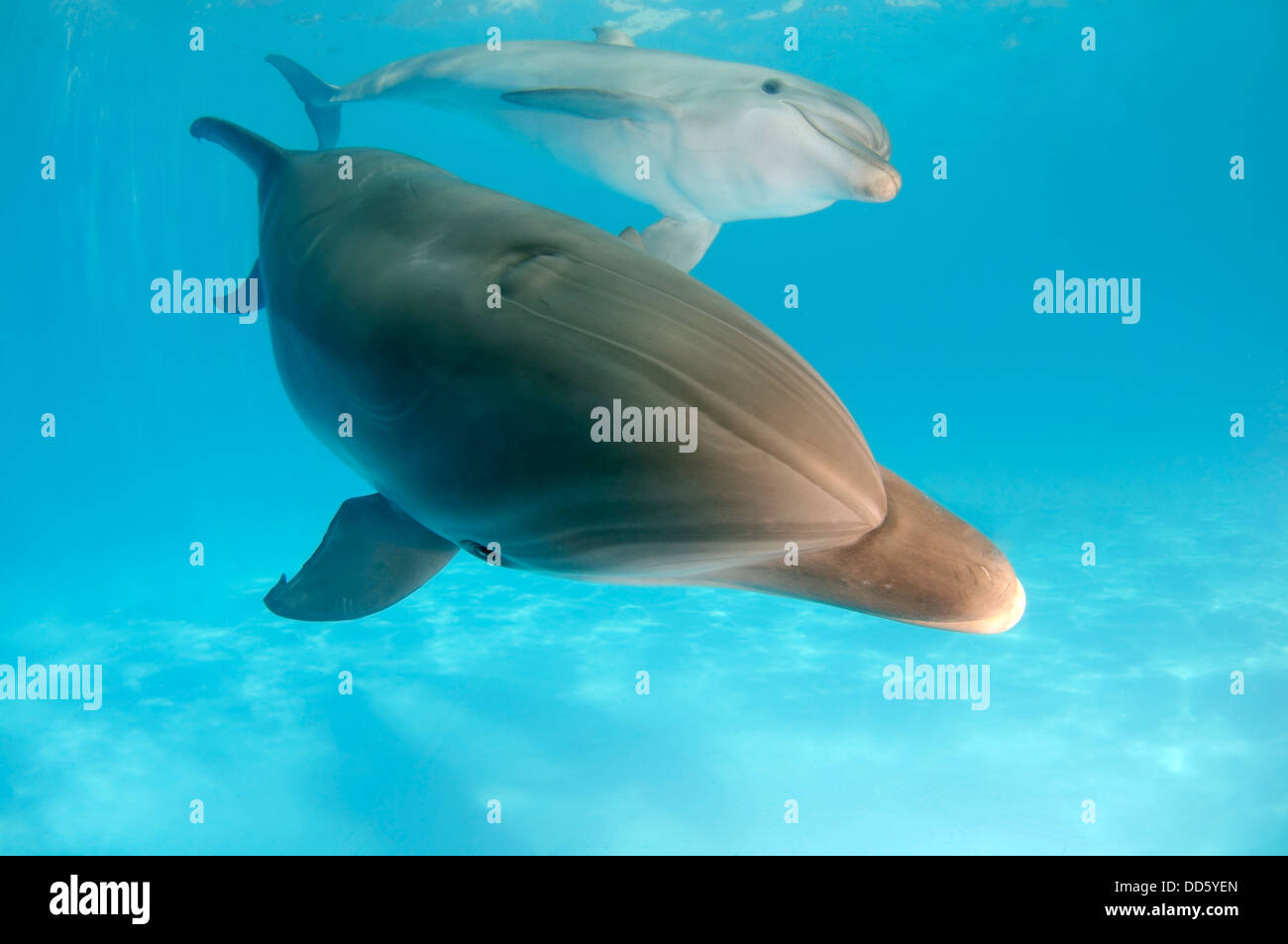 zwei Tümmler (Tursiops Truncatus), Delphinarium, Odessa, Odessa Oblast, Ukraine, Europa Stockfoto