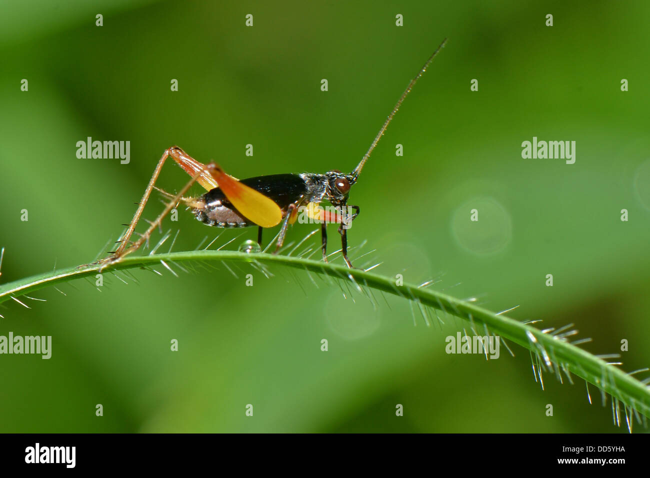 Eine Grille zu Fuß auf einem dünnen Zweig. Stockfoto