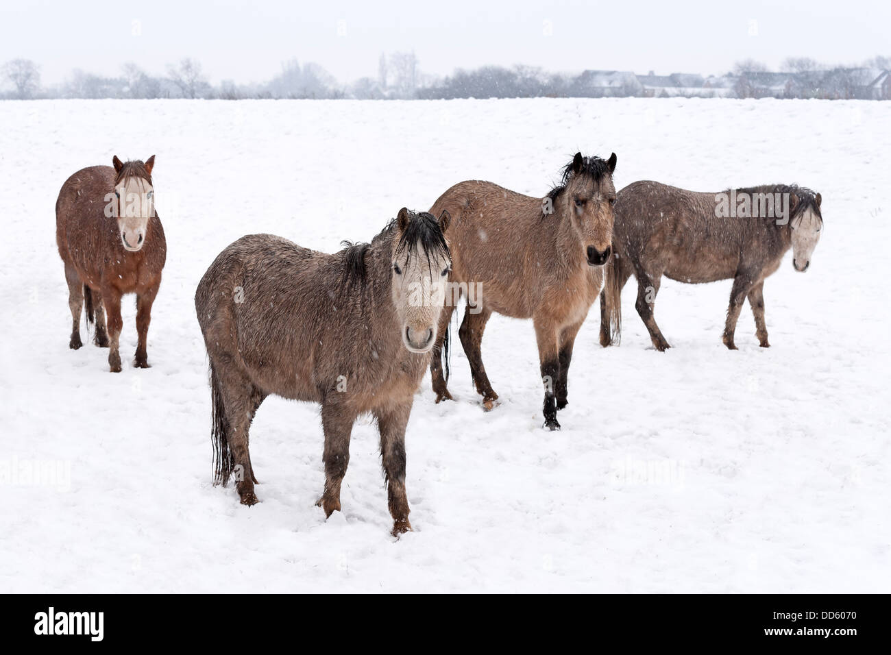 Eine kleine Gruppe von wilden Moorland Ponys im Winter Schneefall abgebildet. Stockfoto
