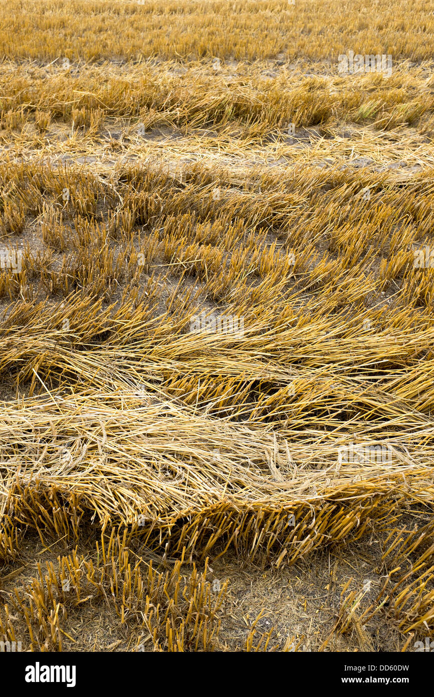 Frisch geschnitten Weizenfeld Stockfoto