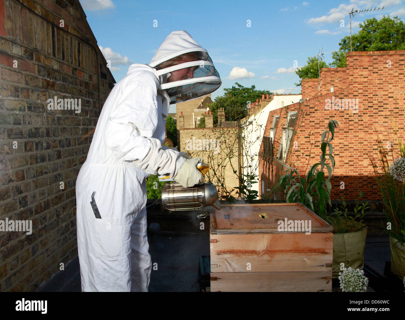 Elena Polisano hält einen Bienenstock der Honigbienen auf dem Dach des drei Hirschen Pub in Lambeth bei London Stockfoto