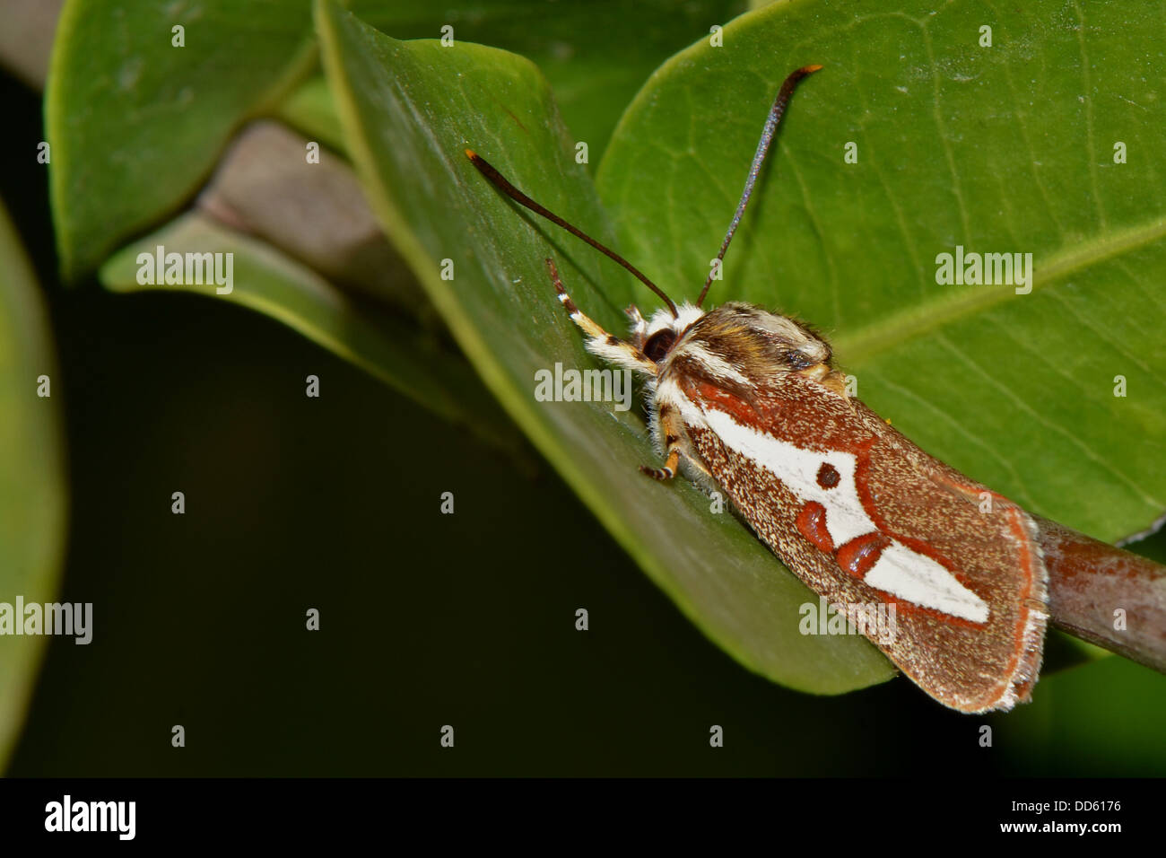 Ein bunter Falter ruht auf einem Blatt. Stockfoto