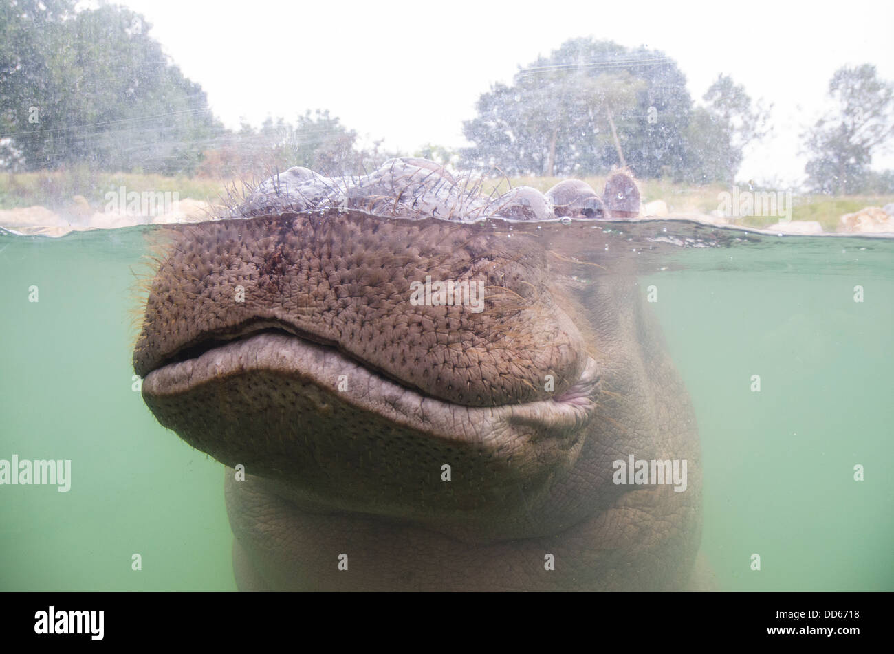 Nilpferd unter Wasser Stockfoto