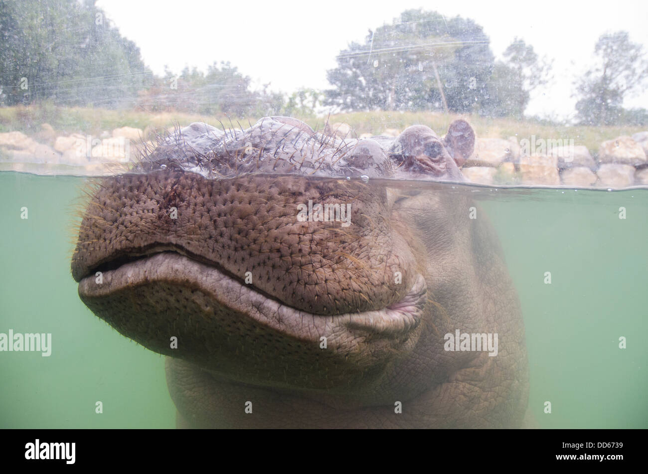 Nilpferd unter Wasser Stockfoto