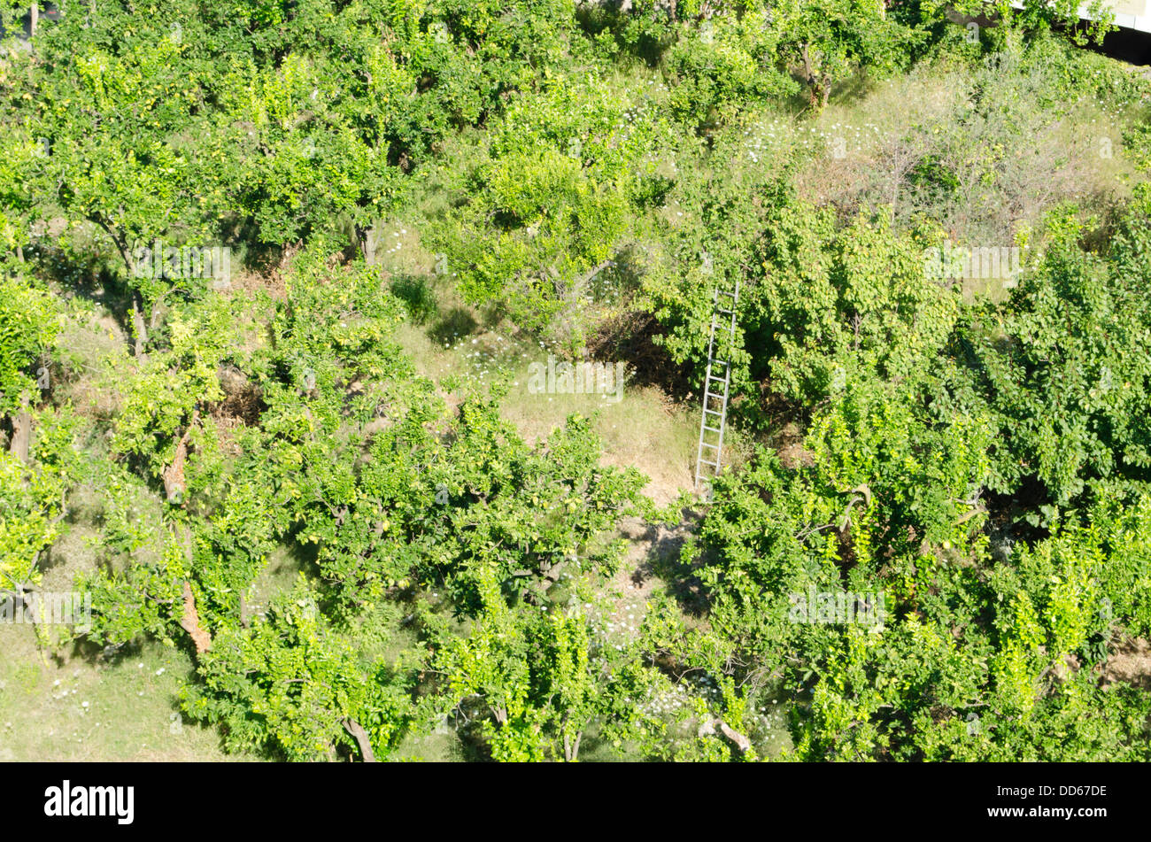 Luftaufnahme eines kleinen Maßstab inländischen Zitronenhain in der Nähe von Sorrento, Italien Stockfoto