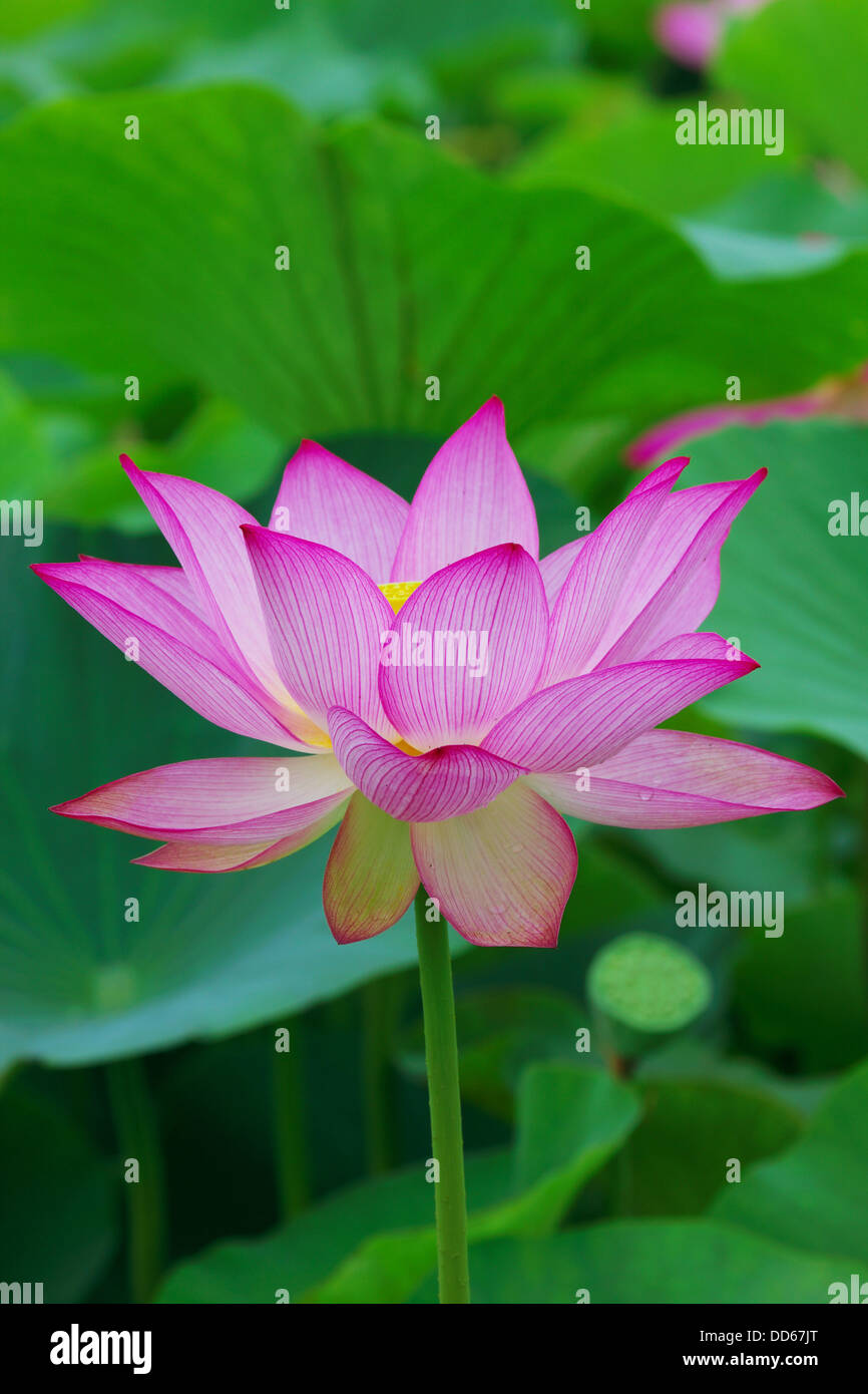 Lotus-Blume Stockfoto