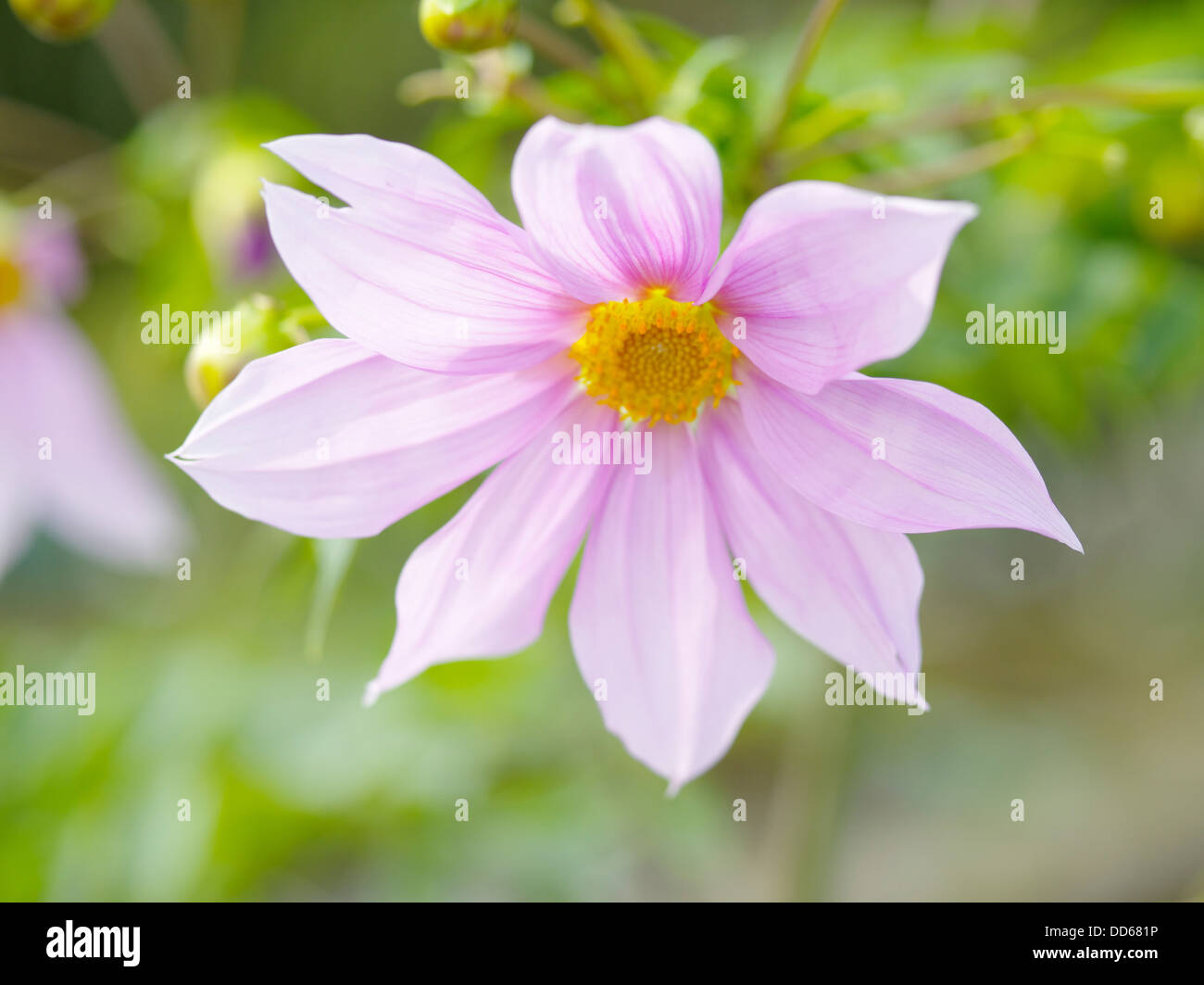 Dahlie Blume Stockfoto