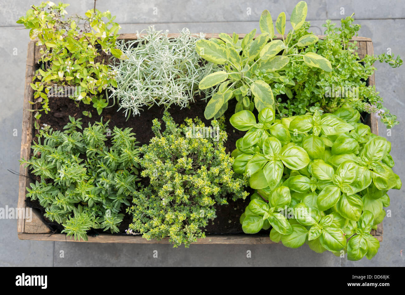 Holzcontainer mit frischen Kräutern Menthe Mentha Pulegium, Immortelle Helichrysum unsere, Oregano Origanum Aureum, herzhaften saturej Stockfoto