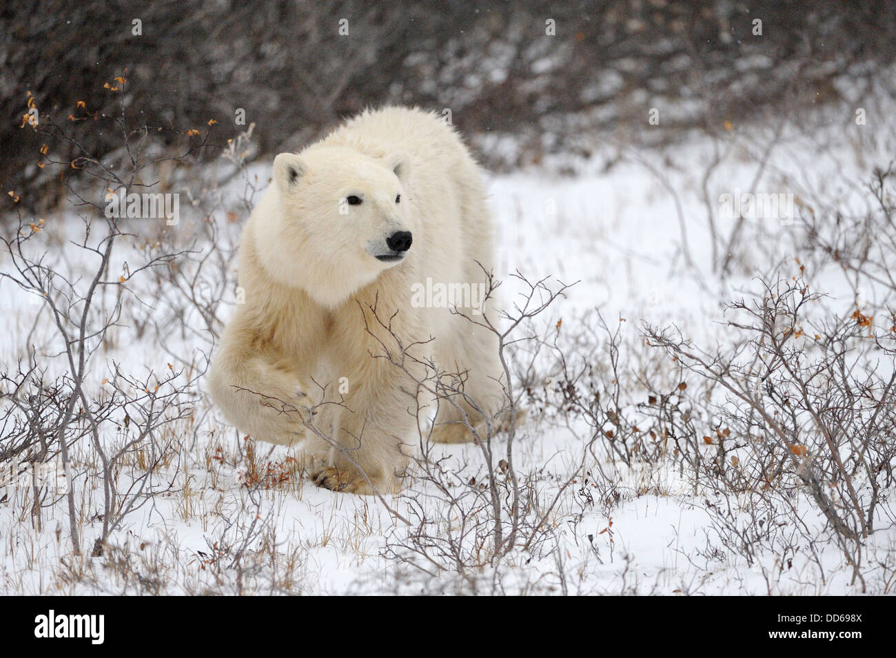 Eisbär (Ursus Maritimus) zu Fuß auf Tundra zwischen Büschen, nachschlagen, Churchill, Manitoba, Kanada. Stockfoto
