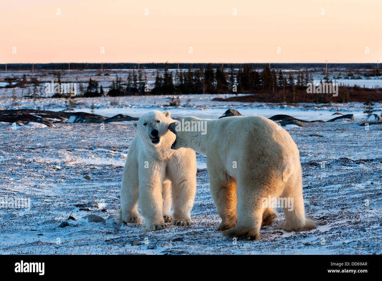 Zwei Eisbären (Ursus Maritimus) Streit und bedrohlich auf gefrorene Tundra bei Sonnenuntergang, Churchill, Manitoba, Kanada. Stockfoto