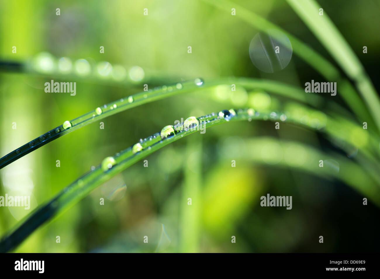 Vergrößerten Tautropfen auf Rasen Blätter nach Regen Stockfoto