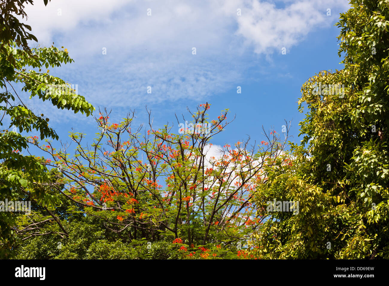 Peacock Blumen mit blauem Himmel Stockfoto