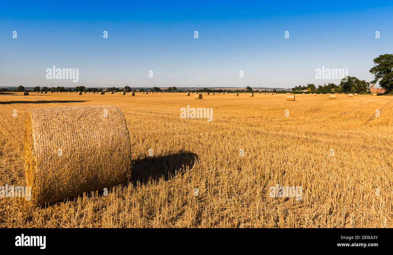 Heu-Kautionen in einem Feld in Pickering, North Yorkshire, UK Stockfoto