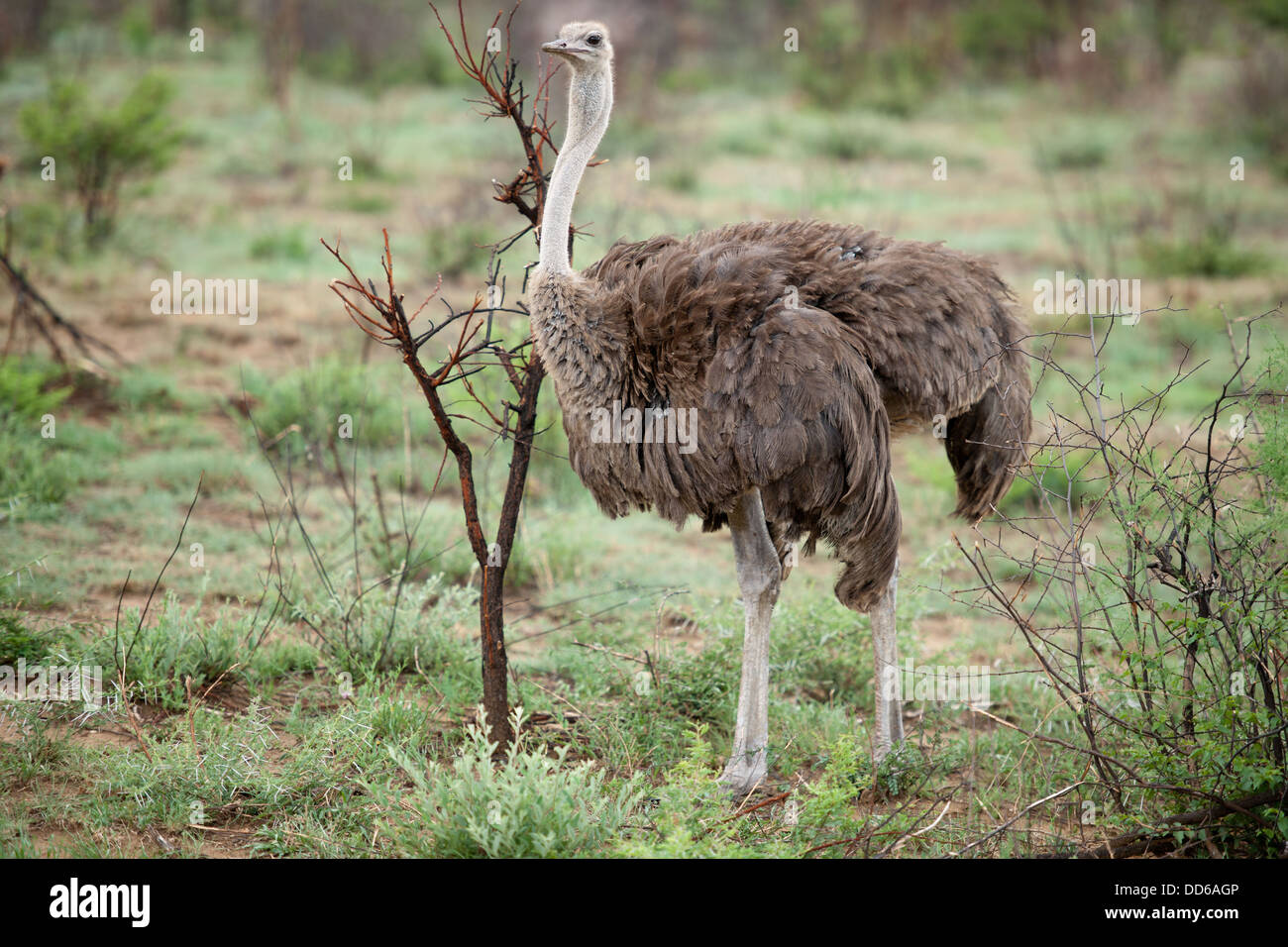 Weibliche Strauß Struthio Camelus, Madikwe Game Reserve, Südafrika Stockfoto