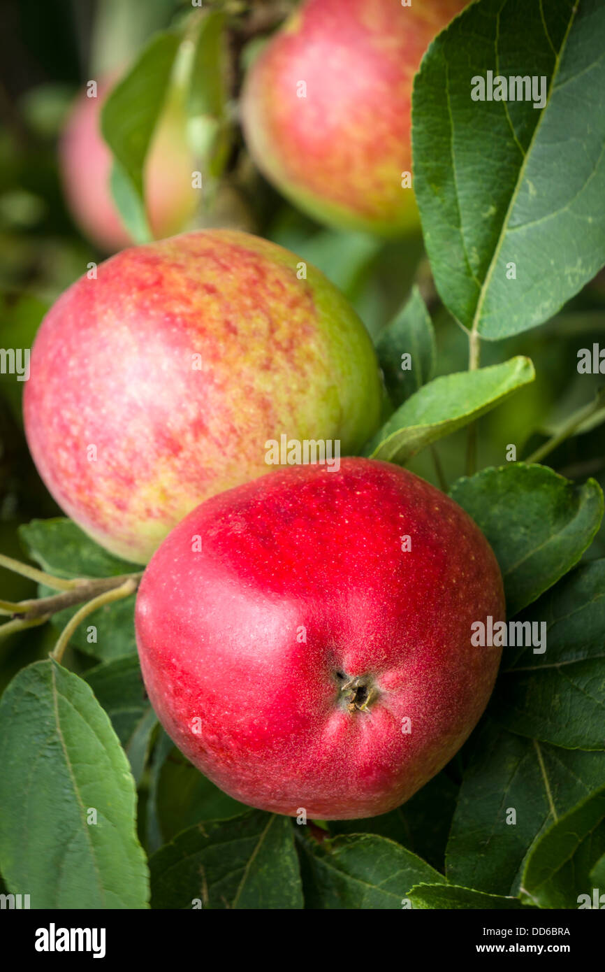 Frische rote englische Äpfel Stockfoto