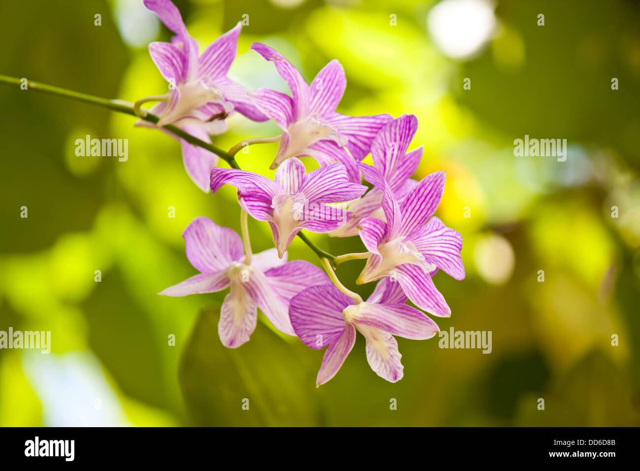 Schönheit der Orchideen im Garten Stockfoto