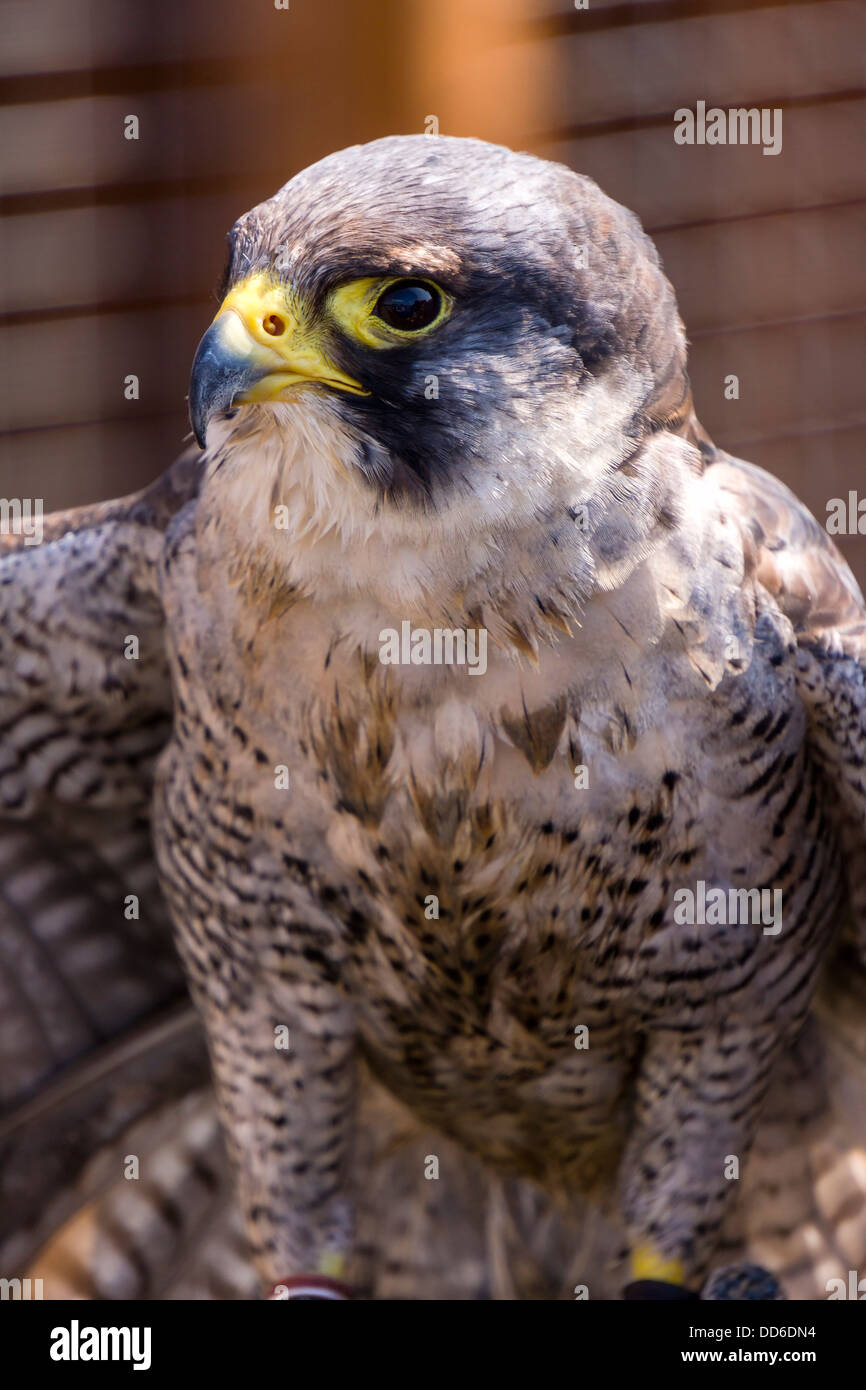 Ein Gefangener Falcon erwartet seinerseits, auf einem Jahrmarkt in Berkshire, England anzuzeigen. Stockfoto