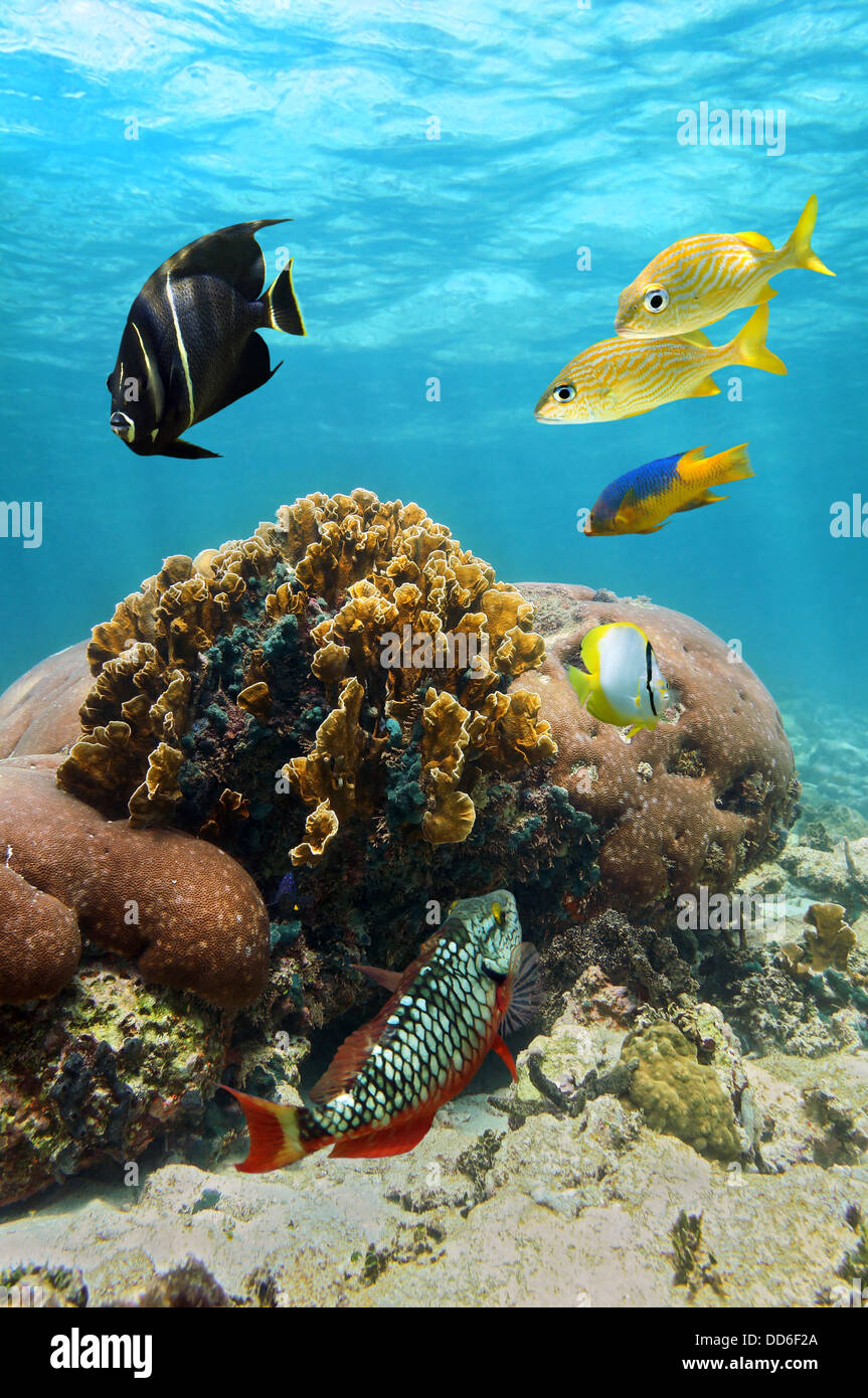 Schöne Korallen und Riff-Fische mit Wasseroberfläche im Hintergrund, Karibik, Kolumbien Stockfoto