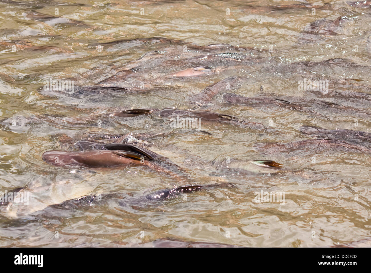 Fische im Fluss Stockfoto