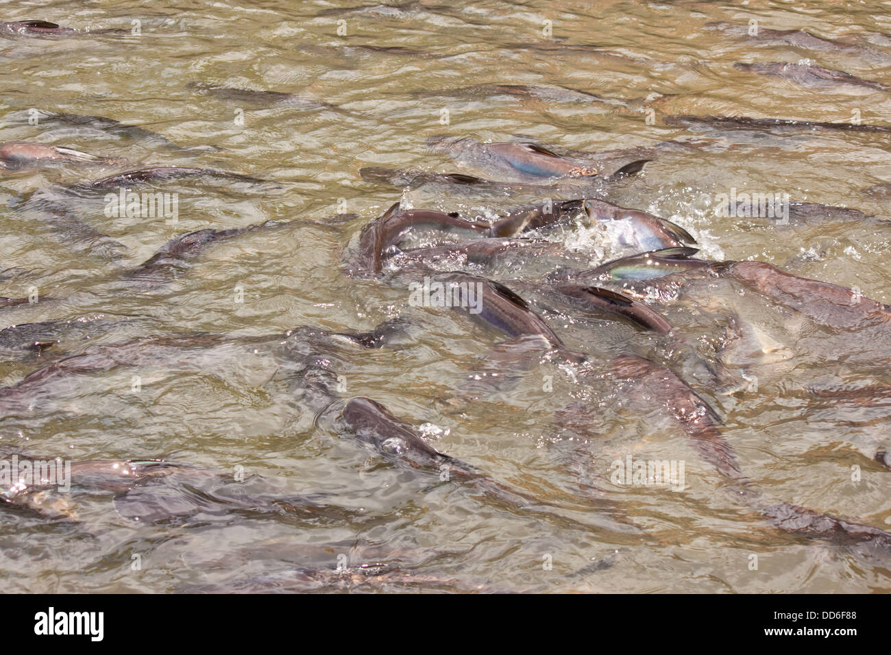 Fische im Fluss Stockfoto