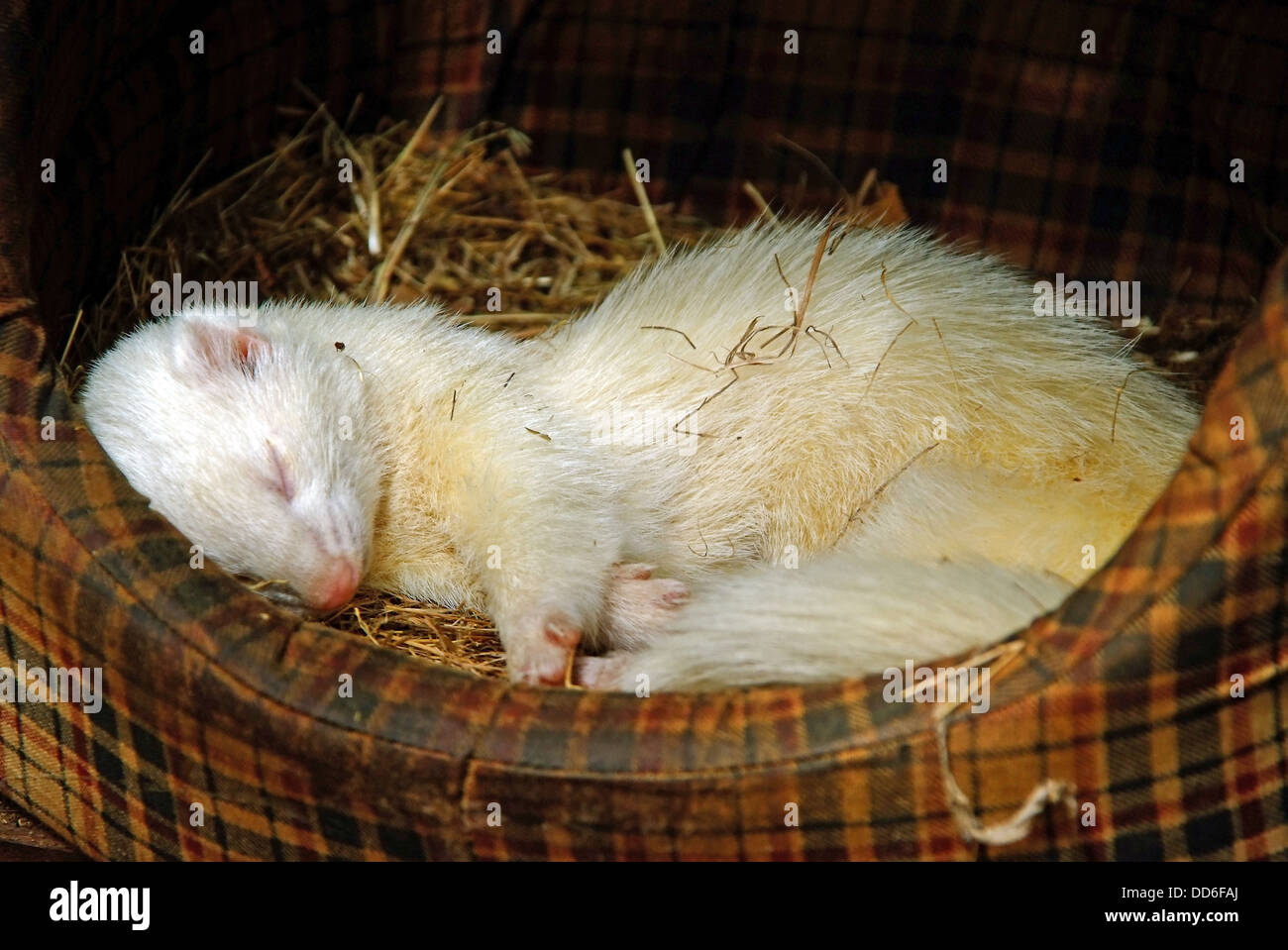 Haustier Frettchen schlafend im Bett Stockfoto