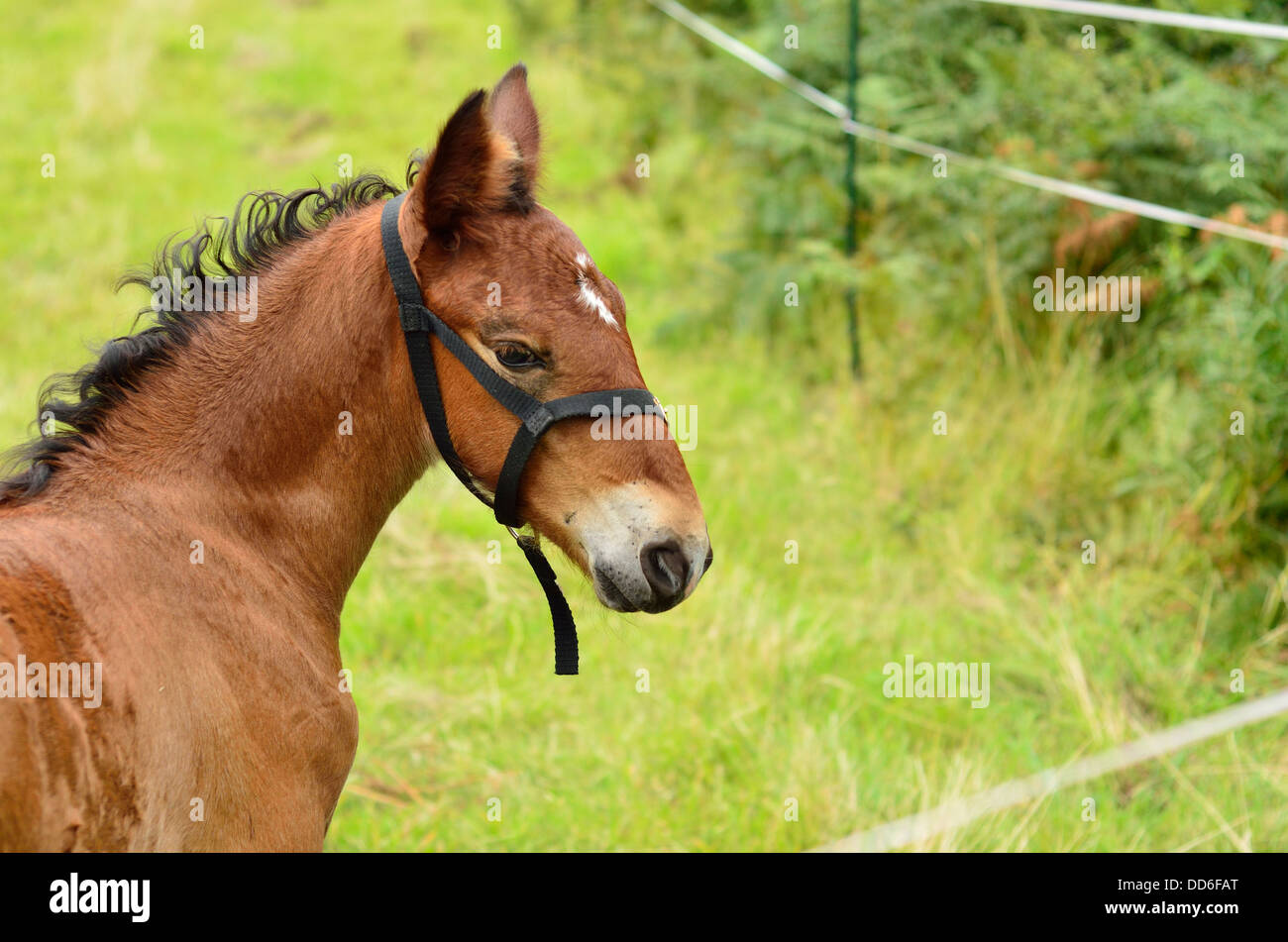 Braune Fohlen junges Pferd in einem Feld England Uk 13 Wochen alt Stockfoto