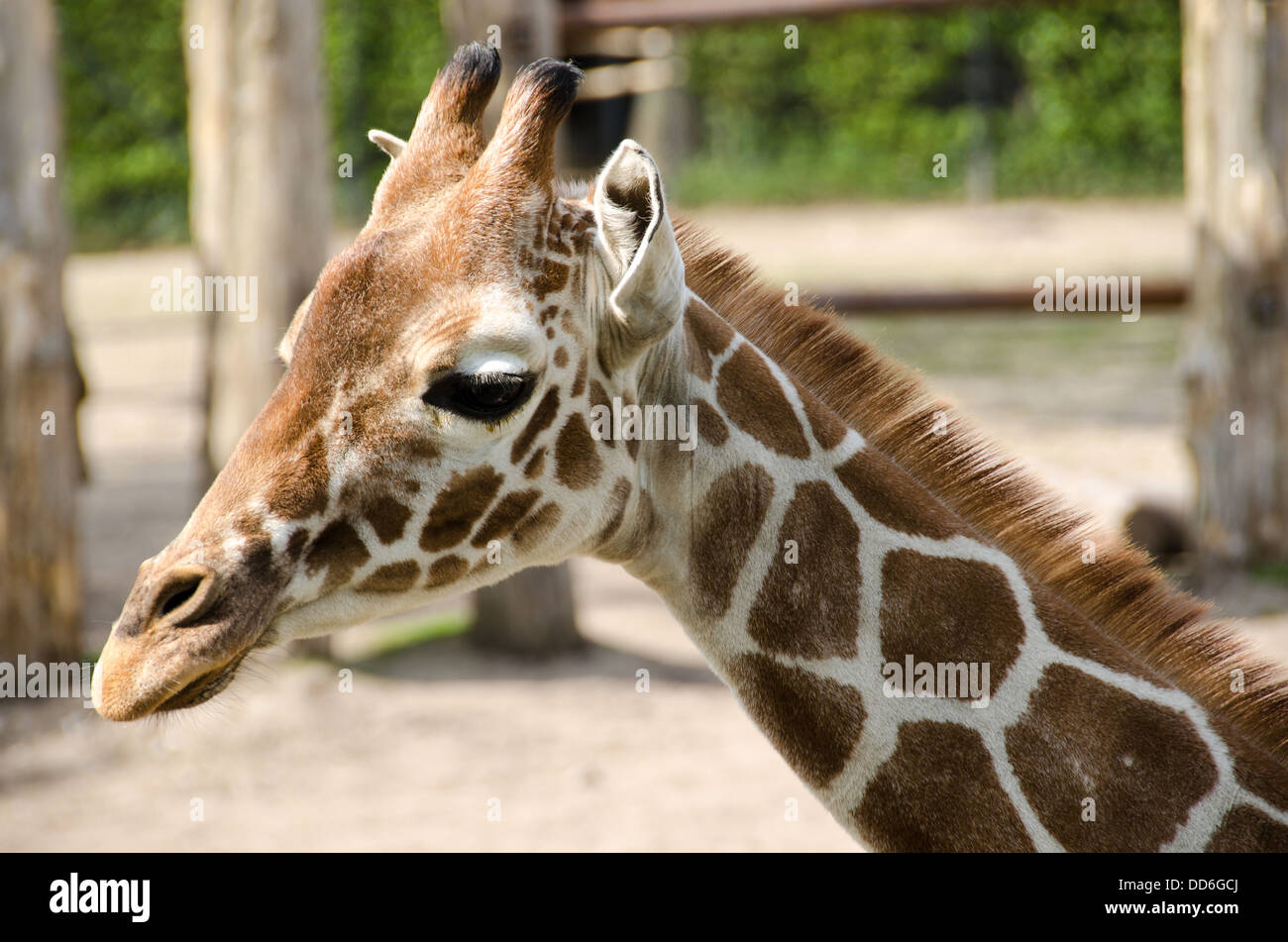 Kopf einer jungen Giraffe Giraffa Giraffe Stockfoto