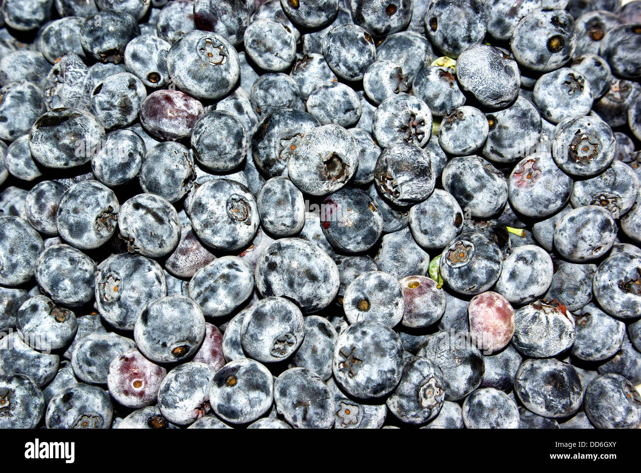 Reife, frisch gepflückten Heidelbeeren Spätsommer Stockfoto