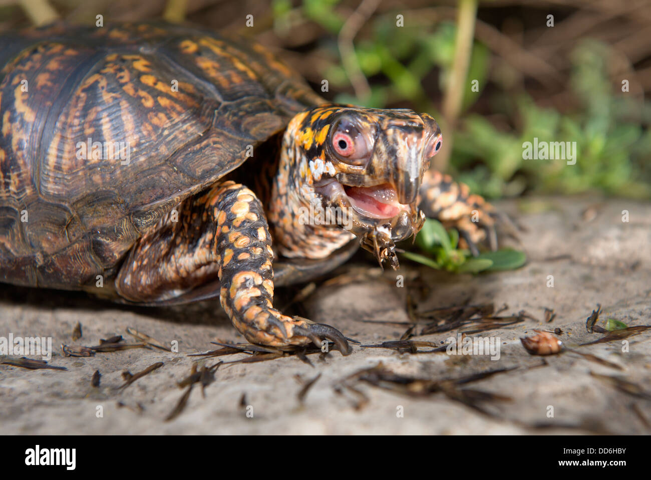 Schuss von einem niedlichen Kasten-Schildkröte sitzt auf einem Felsen außerhalb mit seinen geöffneten Mund Nahaufnahme. Stockfoto