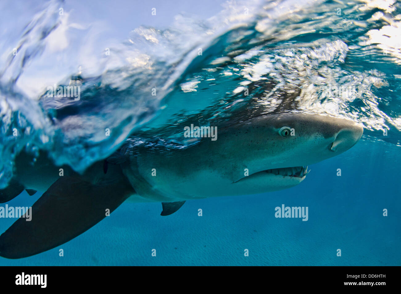 Dies ist ein Foto von einer Zitrone Hai Kreuzfahrt durch für einen genauen Blick auf die Kamera Stockfoto