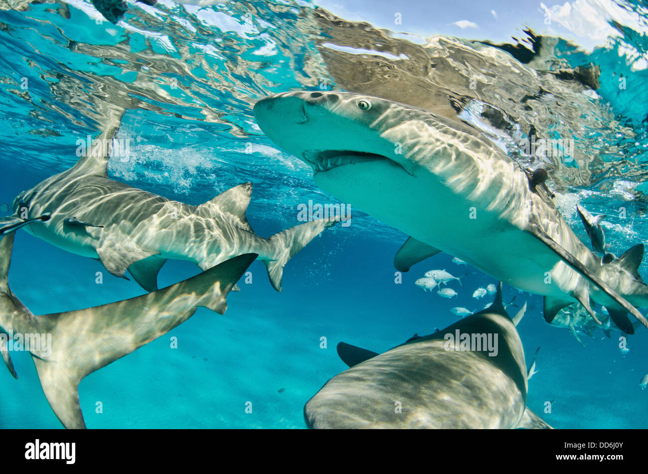 Dies ist ein Bild von einer Schule der Zitrone-Haifische sammeln um einen Baitball. Stockfoto