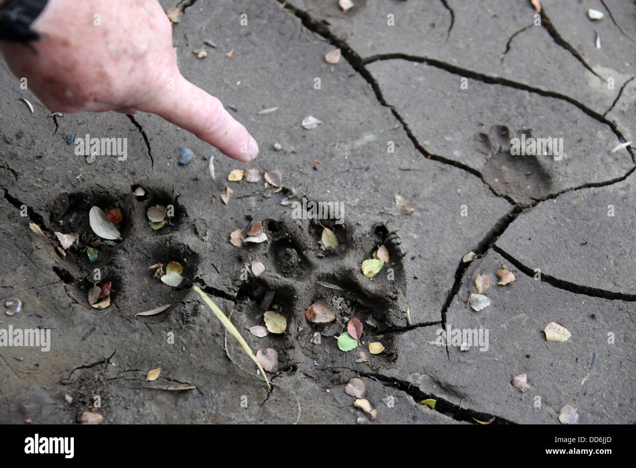 Tierspuren im weichen Schlamm an der Seite des Flusses Savage in der Tarkine Wüste gefunden Stockfoto