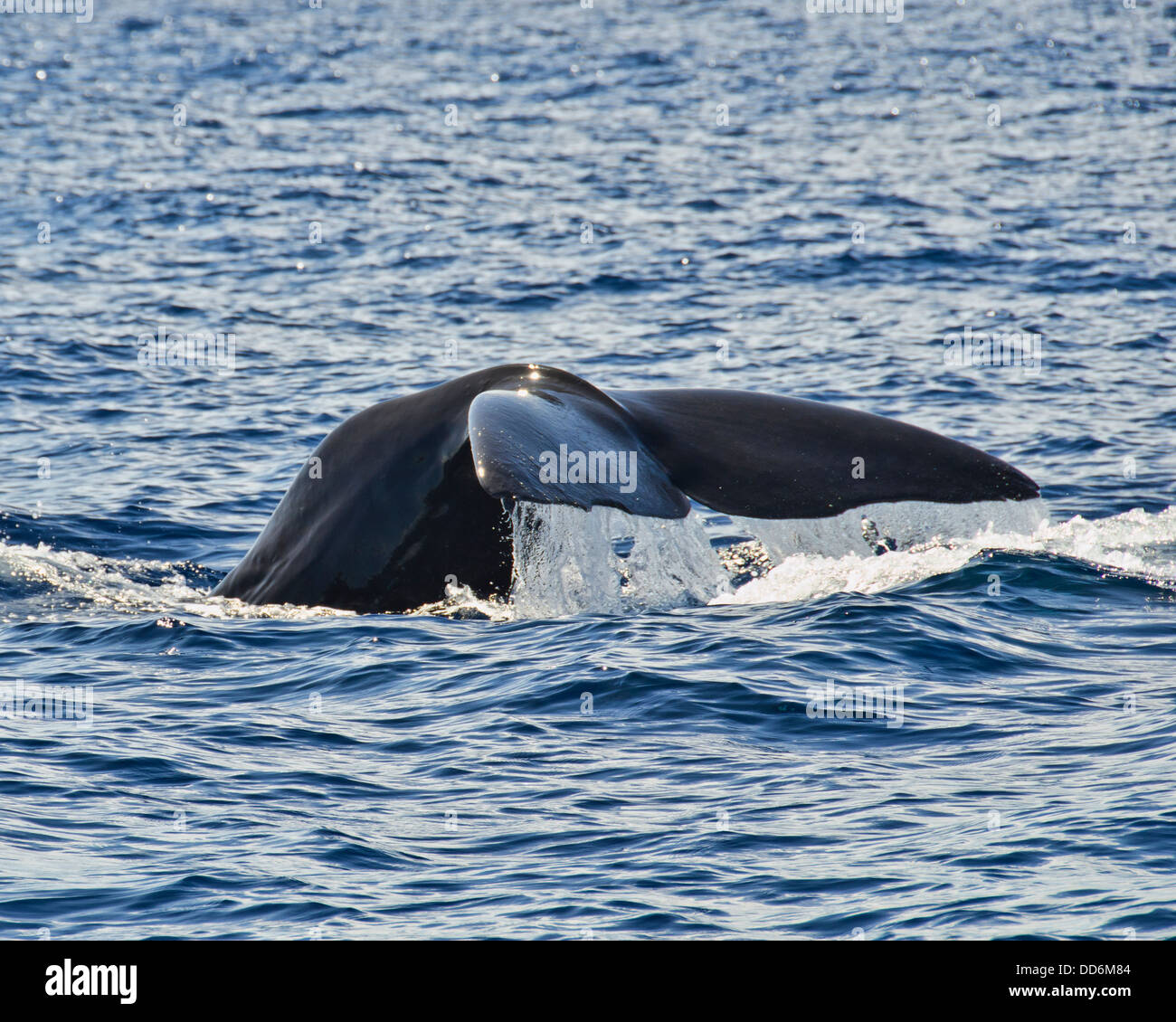 Dies ist ein Schuss eines Pottwals macht einen tiefen Tauchgang zu jagen Stockfoto