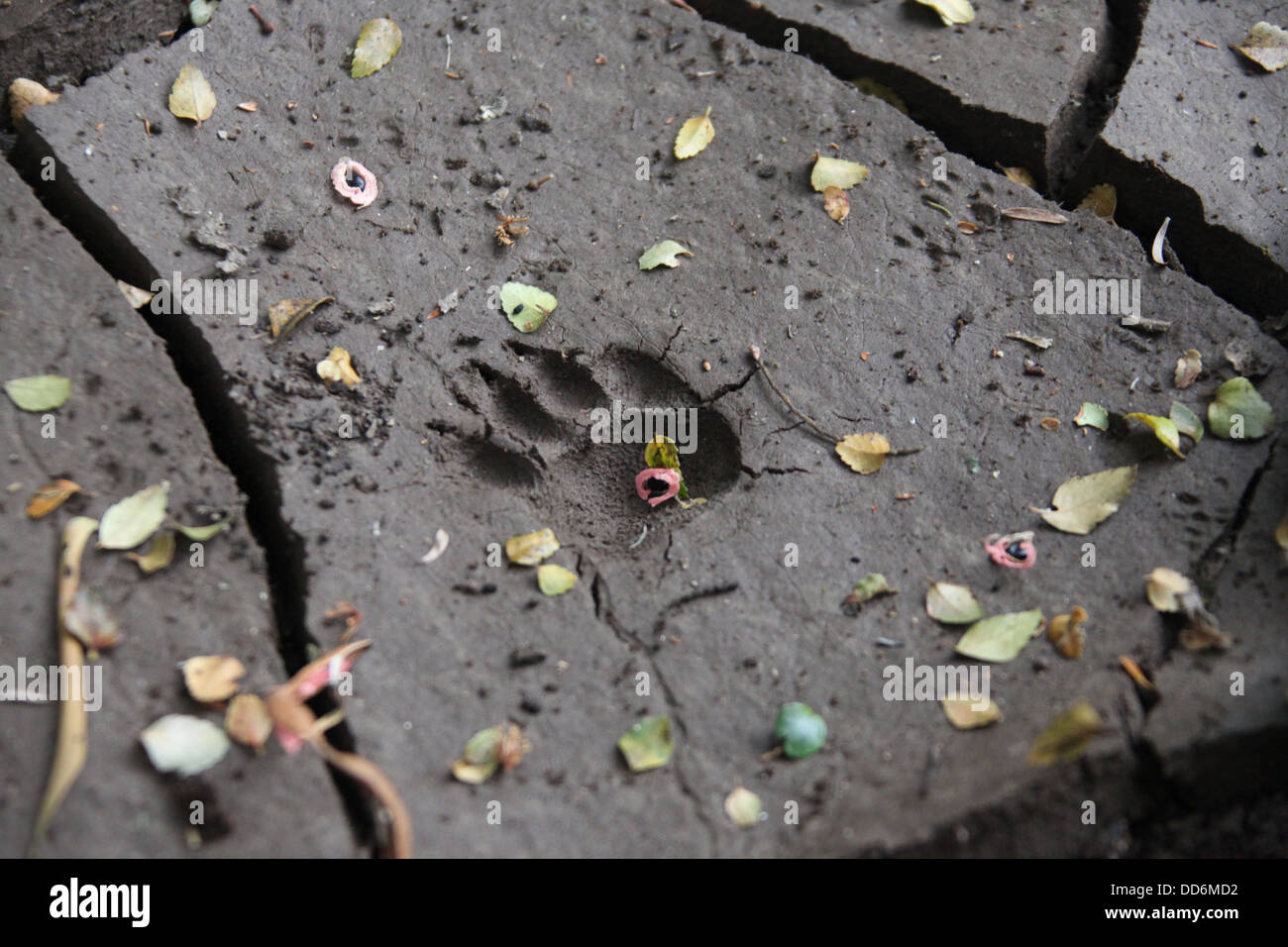 Paw Print im weichen Schlamm einen tasmanischen Teufel in dir Wildnis von Tasmanien Stockfoto