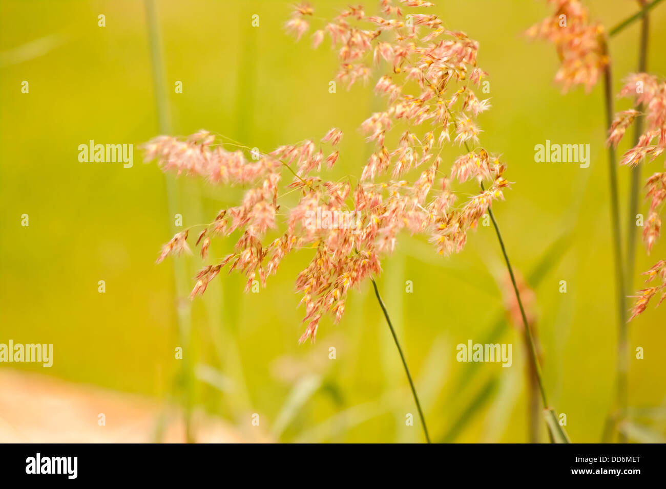 Wald-Blume Stockfoto